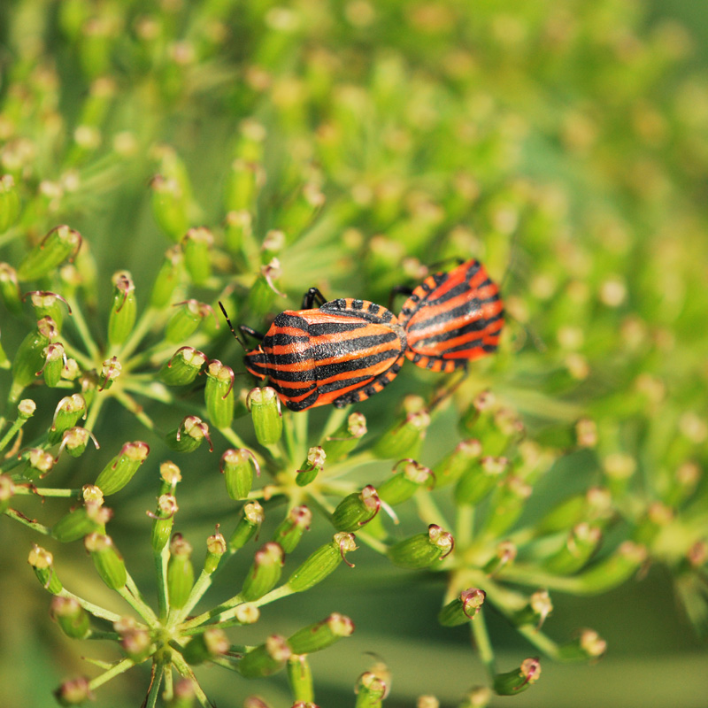 Graphosoma e Acanthosoma